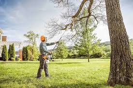 Professional  Tree Services in Ignacio, CO